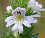 Euphrasia